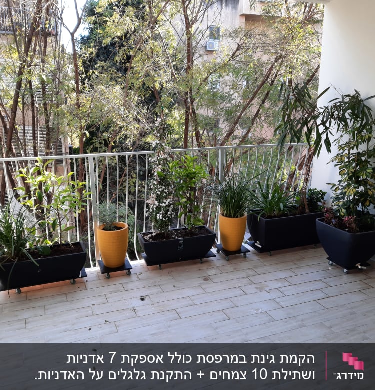 עציצים עם צמחים על מרפסת עם רצפת עץ